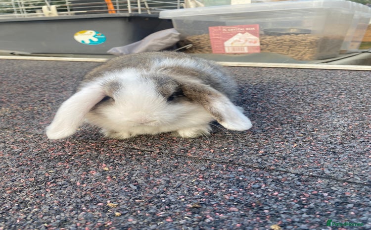 Mini Lop rabbits - Advert 10