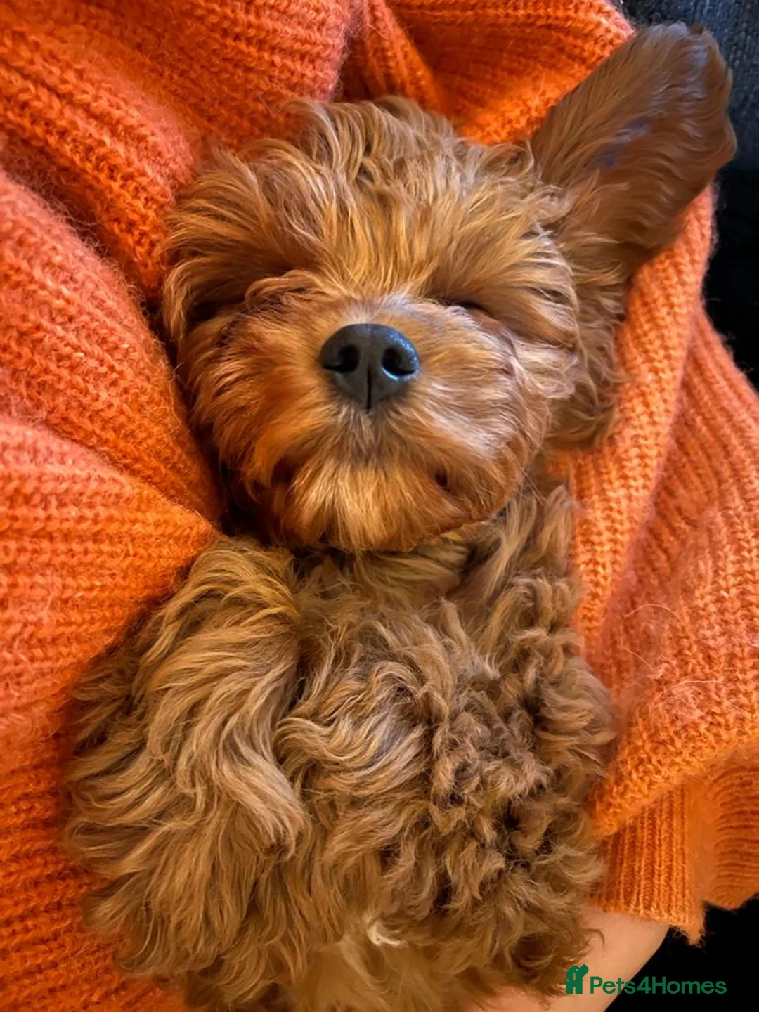 Miniature Poodle dogs for stud: Red Mini Poodle PRA Clear & Other DNA Clear in Mansfield - Advert 7