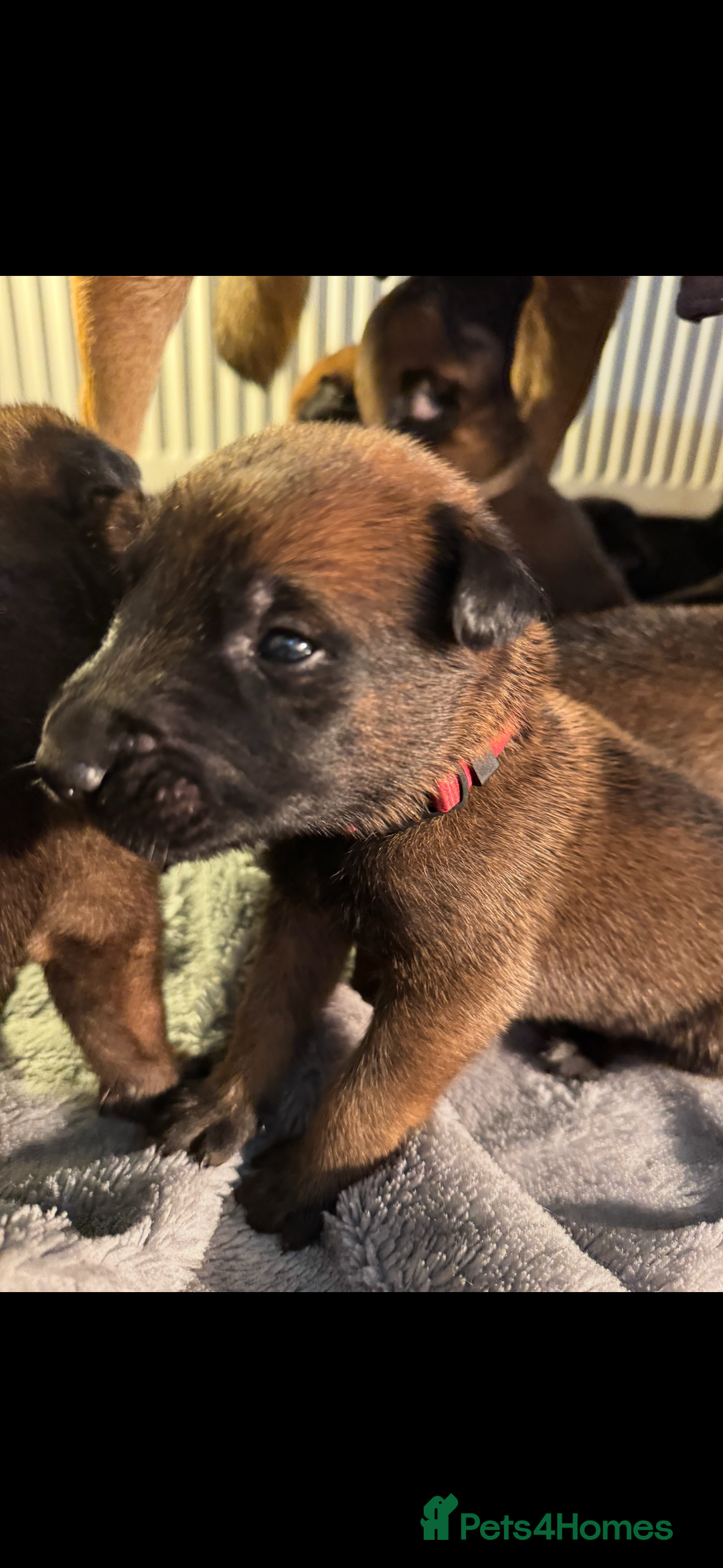 Belgian Shepherd Dog dogs for sale: Belgian Malinois puppies KC registered in Hartlepool - Image 18