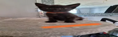 British Shorthair 3