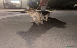 German Shepherd dogs for sale: Female German shepherd  - Image 6