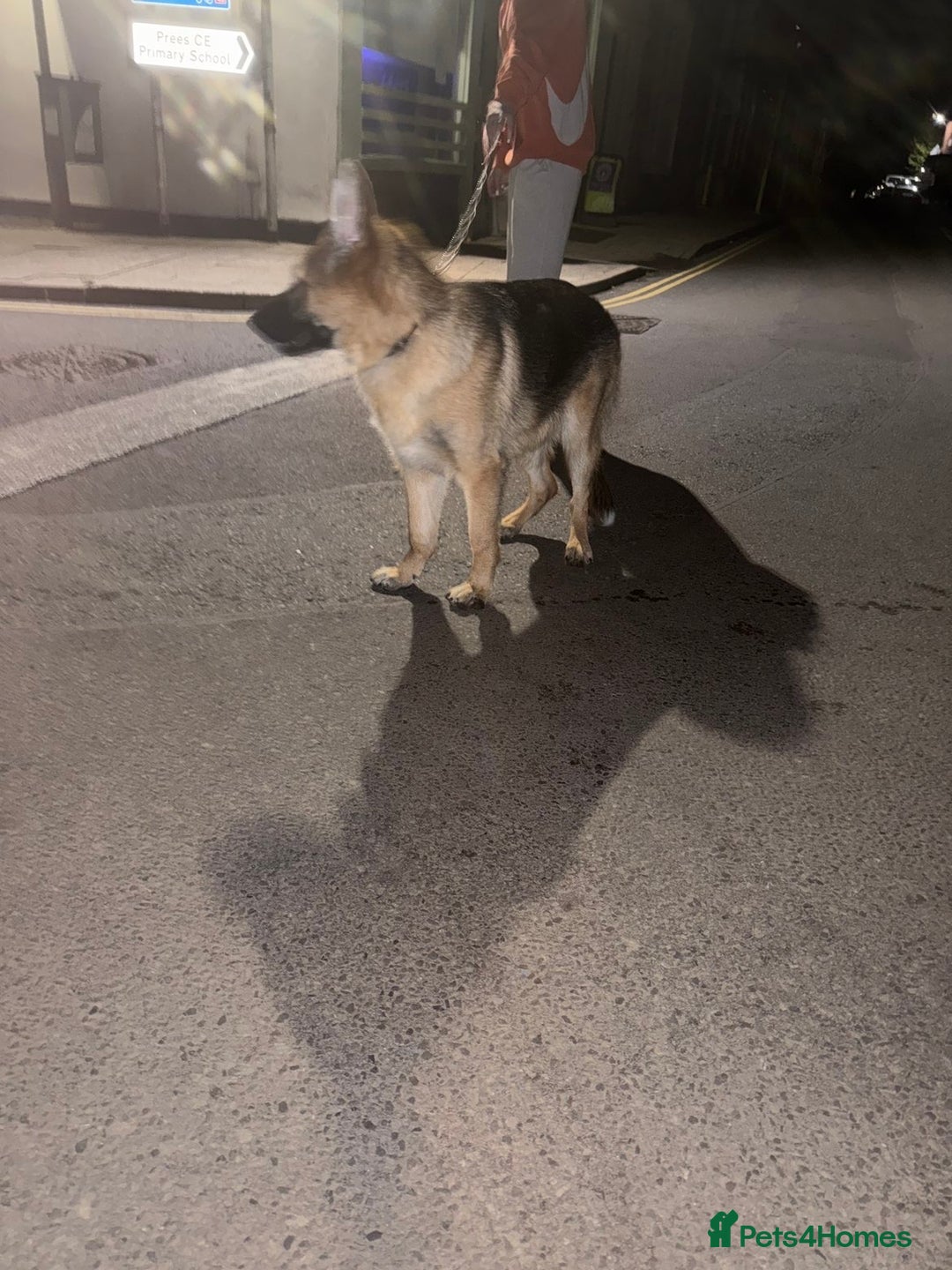 German Shepherd dogs for sale: Female German shepherd  - Image 6