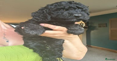 Goldendoodle dogs - Advert 15