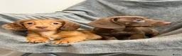 Miniature Dachshund dogs for sale: Long haired Miniature dachshund  - Advert 8