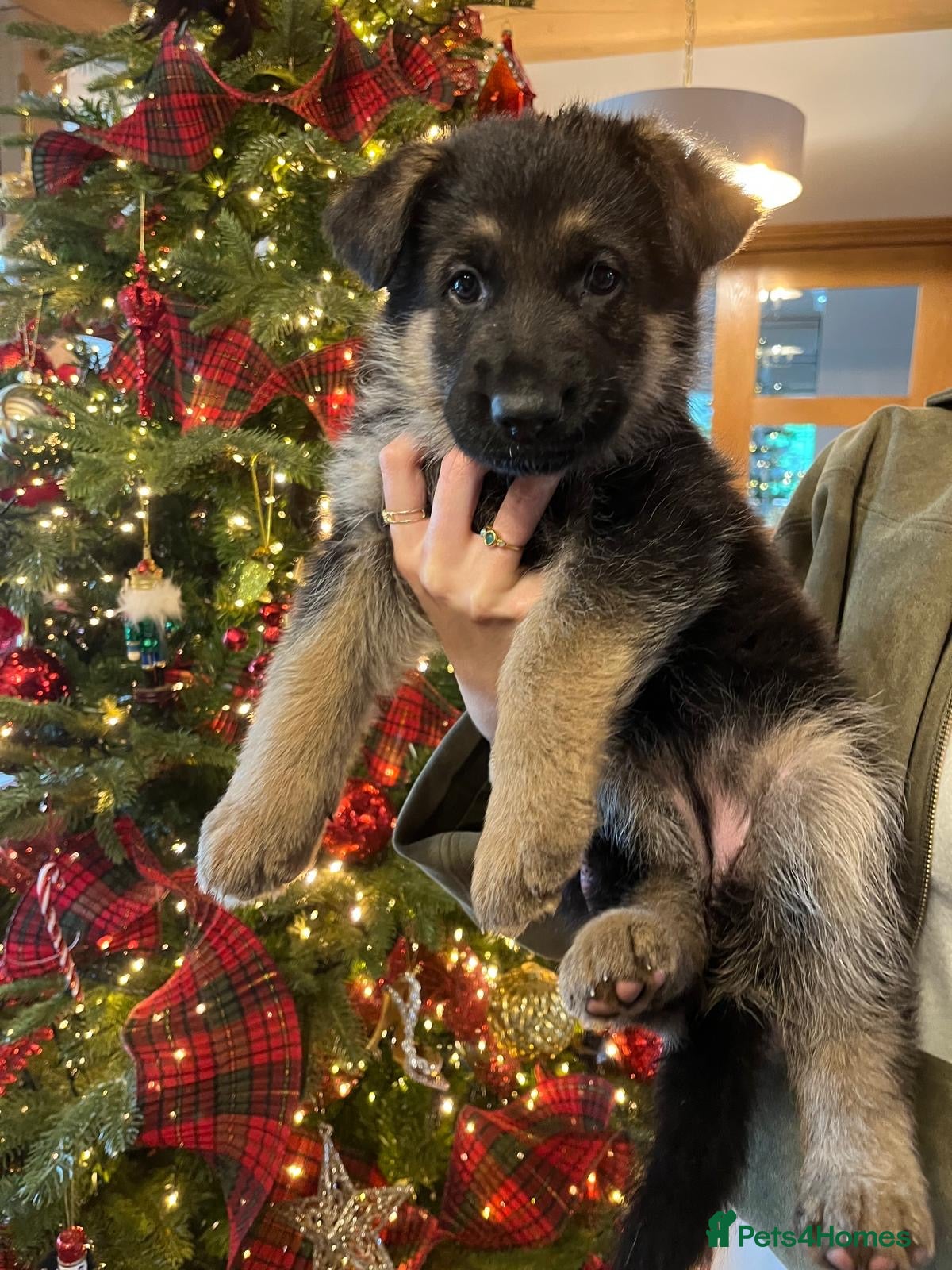 German Shepherd dogs German Shepherd Puppies Family-Raised 🐾 - Advert 7