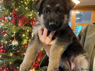 German Shepherd dogs German Shepherd Puppies Family-Raised 🐾 - Advert 18