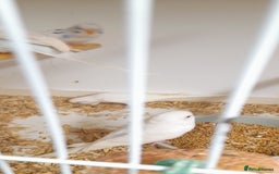 Budgerigars birds for sale: Budgies for sale - Image 12