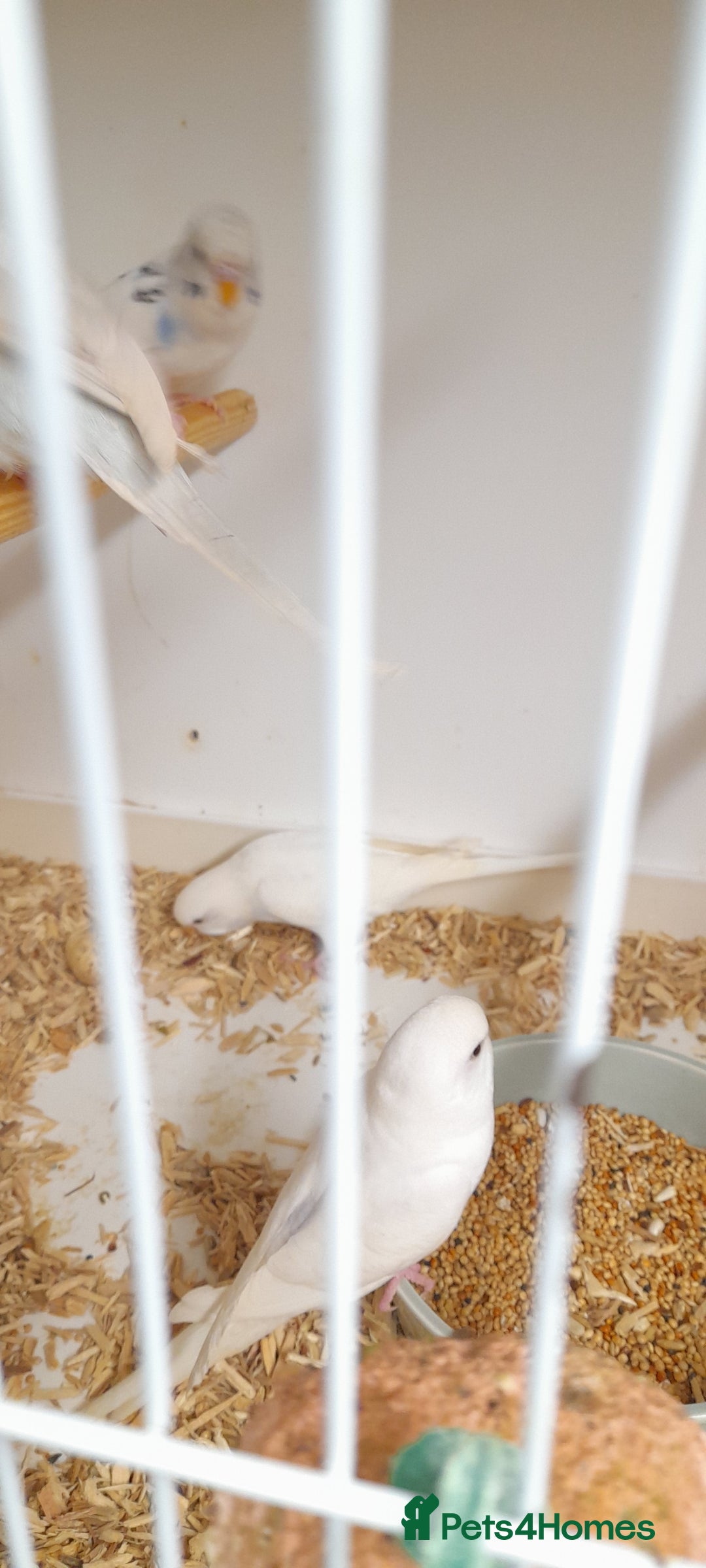 Budgerigars birds for sale: Budgies for sale - Image 12