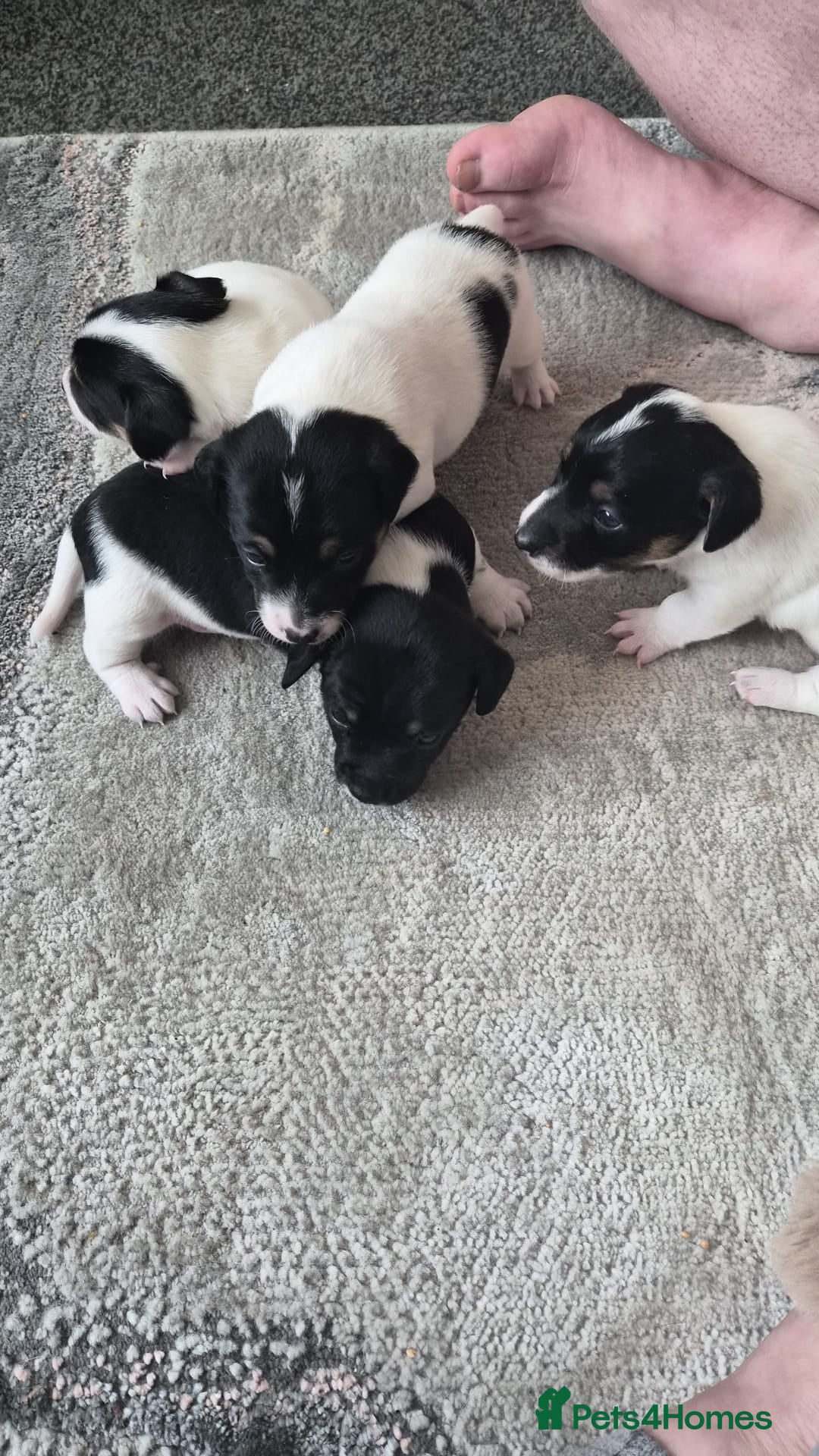 Jack Russell dogs Pure Jack russel tri colour boy puppies.  - Advert 2