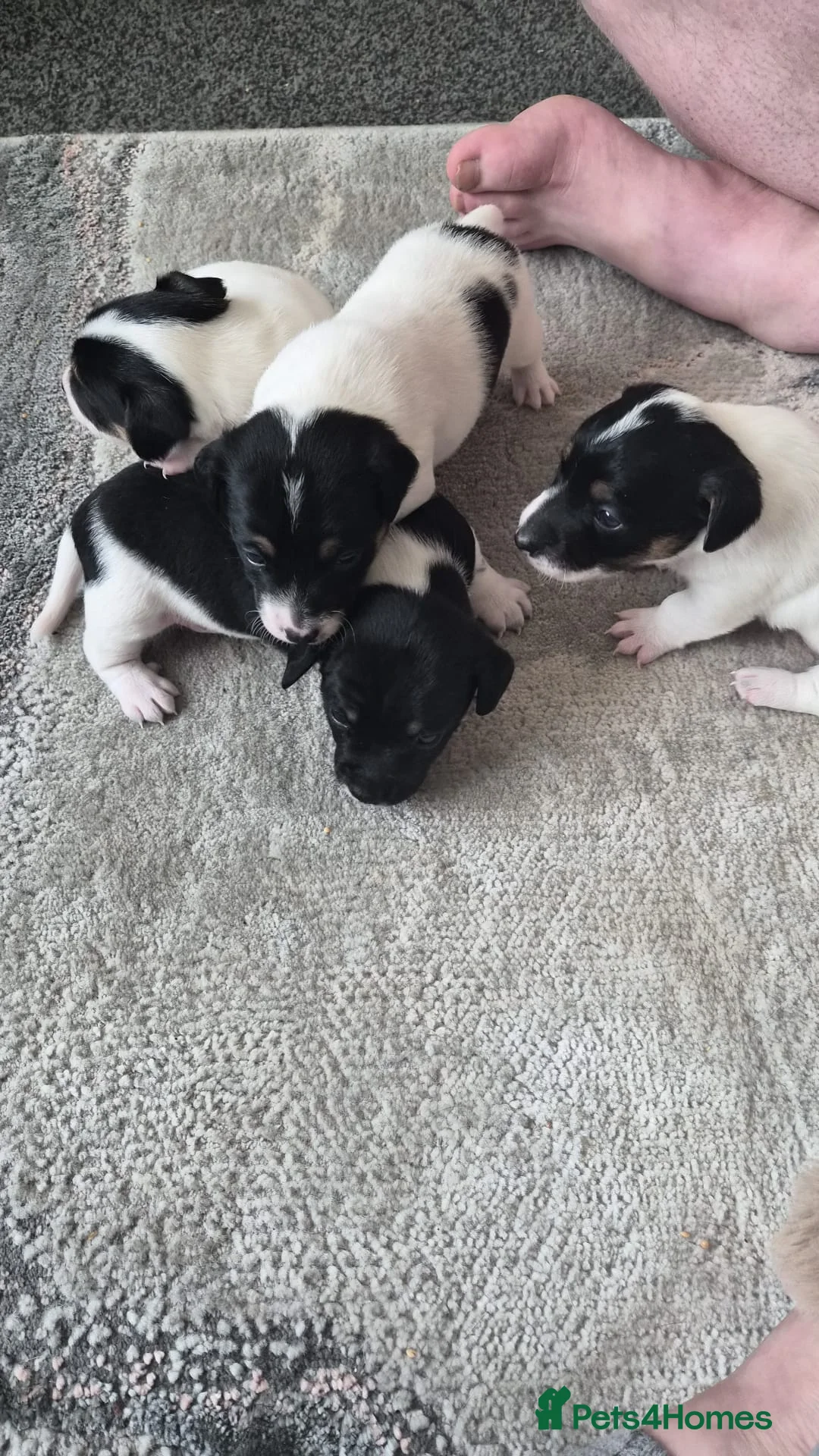 Jack Russell dogs for sale: Pure Jack russel tri colour boy puppies.  - Advert 1