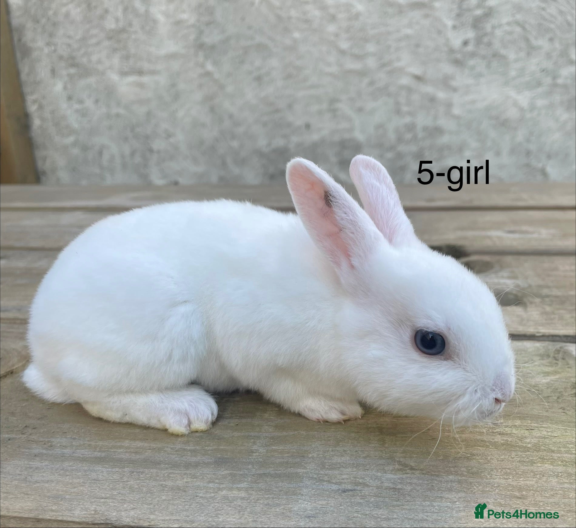 Rex rabbits 🐰 6 week old Pure bred mini Rex 🐰  - Advert 4