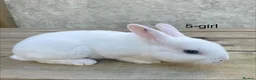 Rex rabbits for sale: 🐰 5 week old Pure bred mini Rex 🐰  - Advert 3