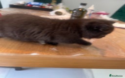 British Shorthair cats for sale: Exceptional BSH kitten, chocolate brown  - Image 13