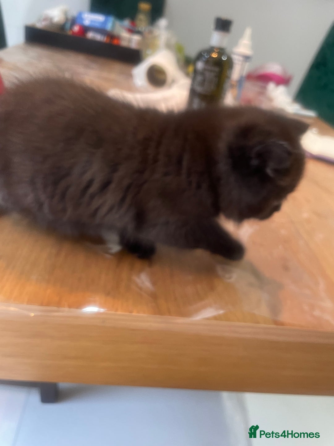 British Shorthair cats for sale: Exceptional BSH kitten, chocolate brown  - Image 13