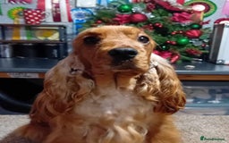 Cocker Spaniel dogs for sale: PURE SHOW COCKER SPANIEL PUPPIES FROM SHOW PARENTS - Advert 7