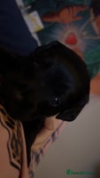 Yorkiepoo dogs - Advert 15