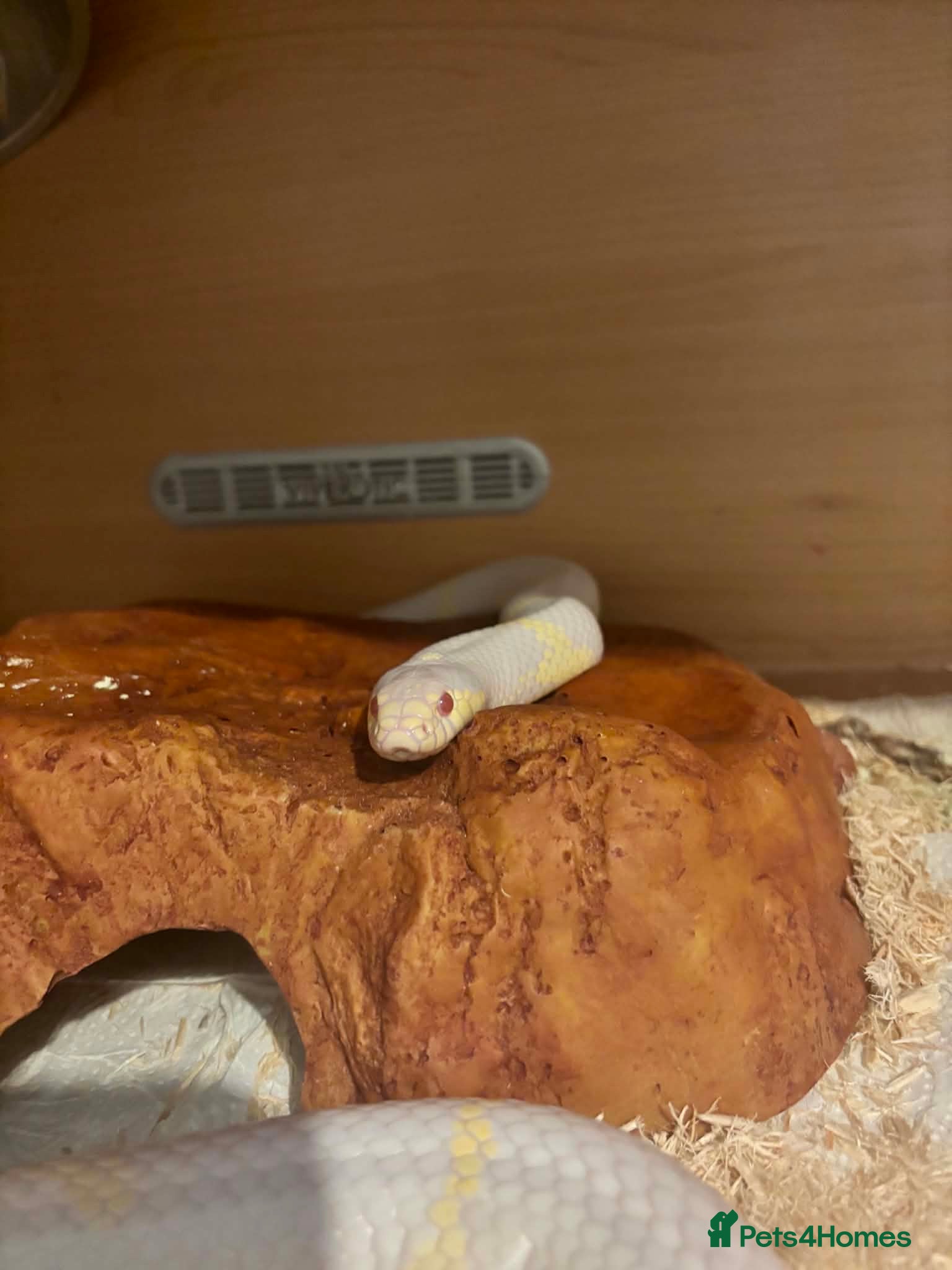 Corn Snake reptiles Female albino corn snake for sale - Advert 1