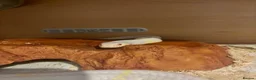 Corn Snake reptiles for sale: Female albino corn snake for sale - Advert 1