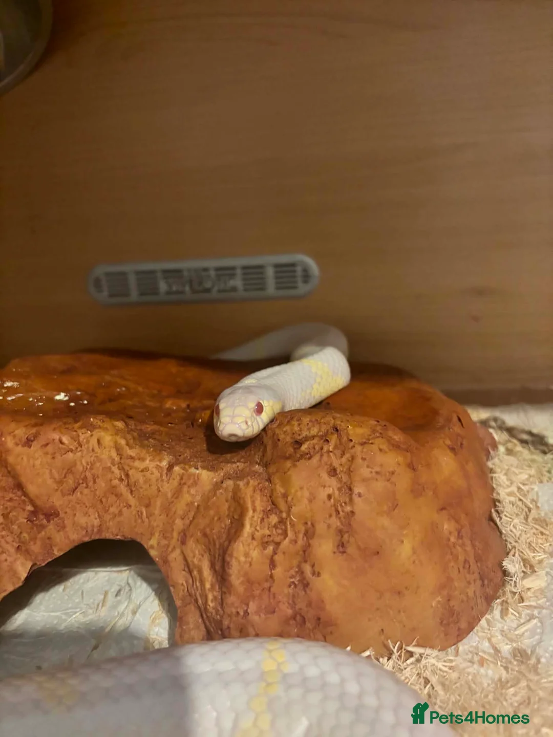 Corn Snake reptiles for sale: Female albino corn snake for sale - Advert 1