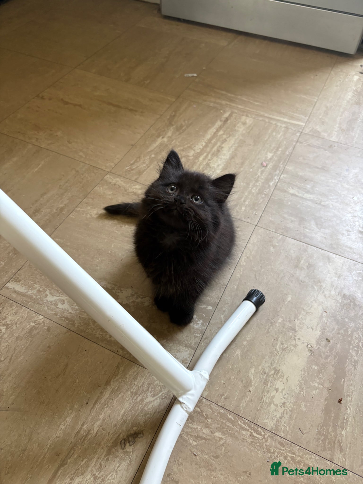 British Longhair cats 1 LEFT Mixed British Longhair kitten - Advert 6