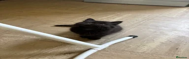 Black Fluffy Girl