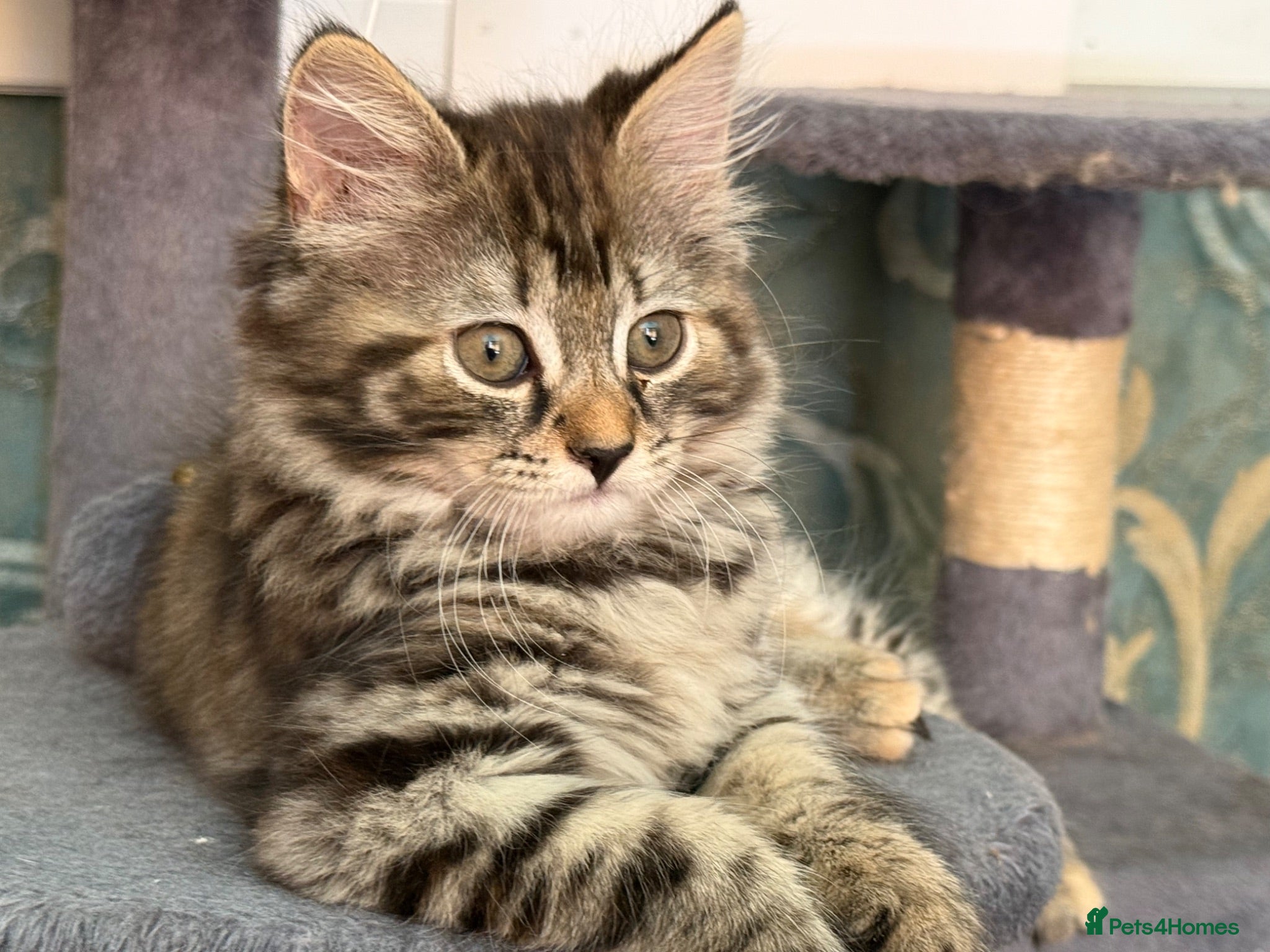 Norwegian Forest Cat cats Beautiful Females available  - Advert 1