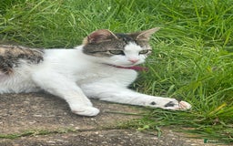 Asian cats for sale: Miss Lucy  - Image 2