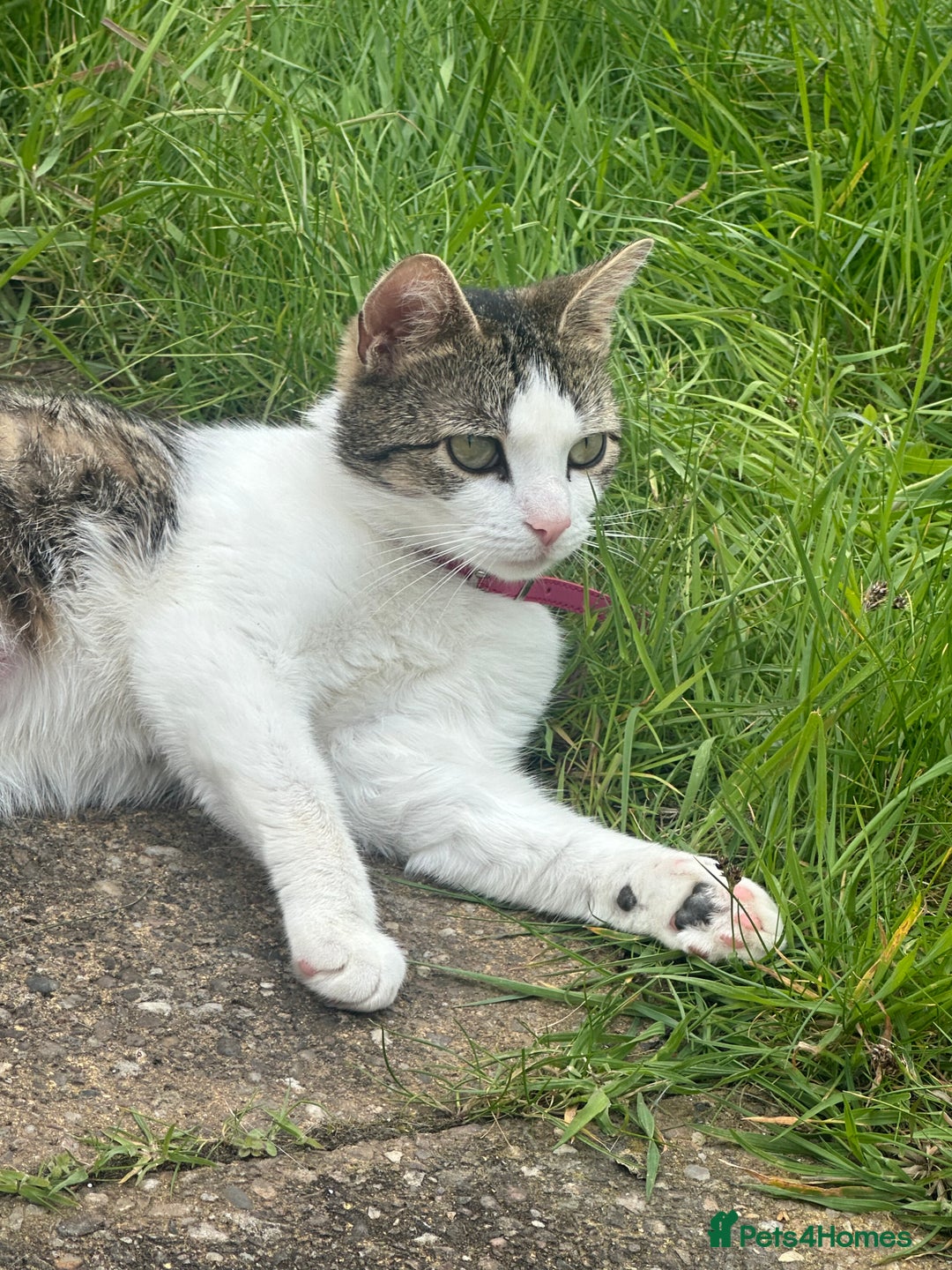 Asian cats for sale: Miss Lucy  - Image 2
