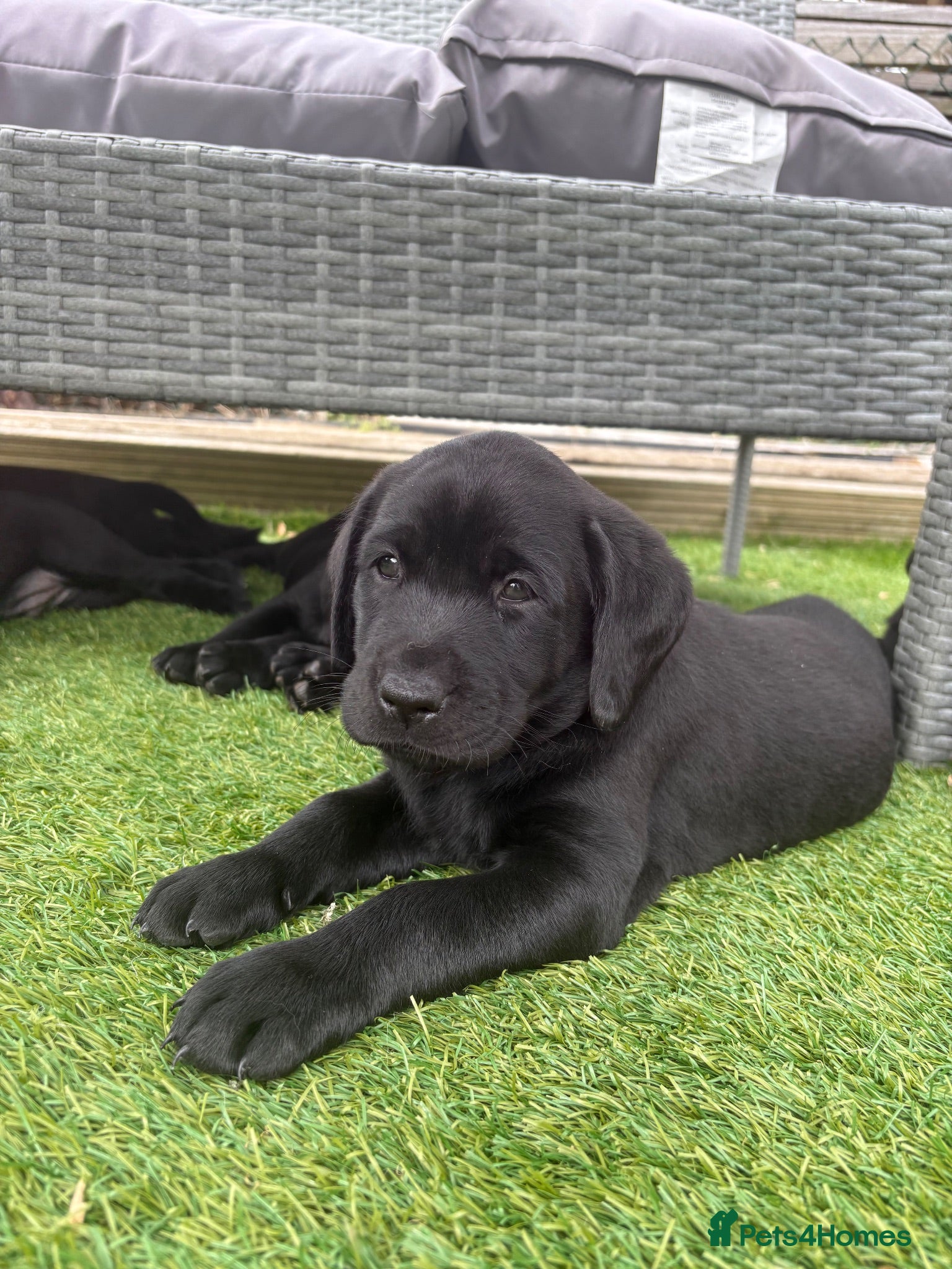 Labrador Retriever dogs Gorgeous English Labradors *3 boys available*  - Advert 12