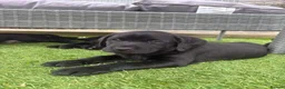 Labrador Retriever dogs for sale: Gorgeous English Labradors * 1 boy available*  - Advert 2