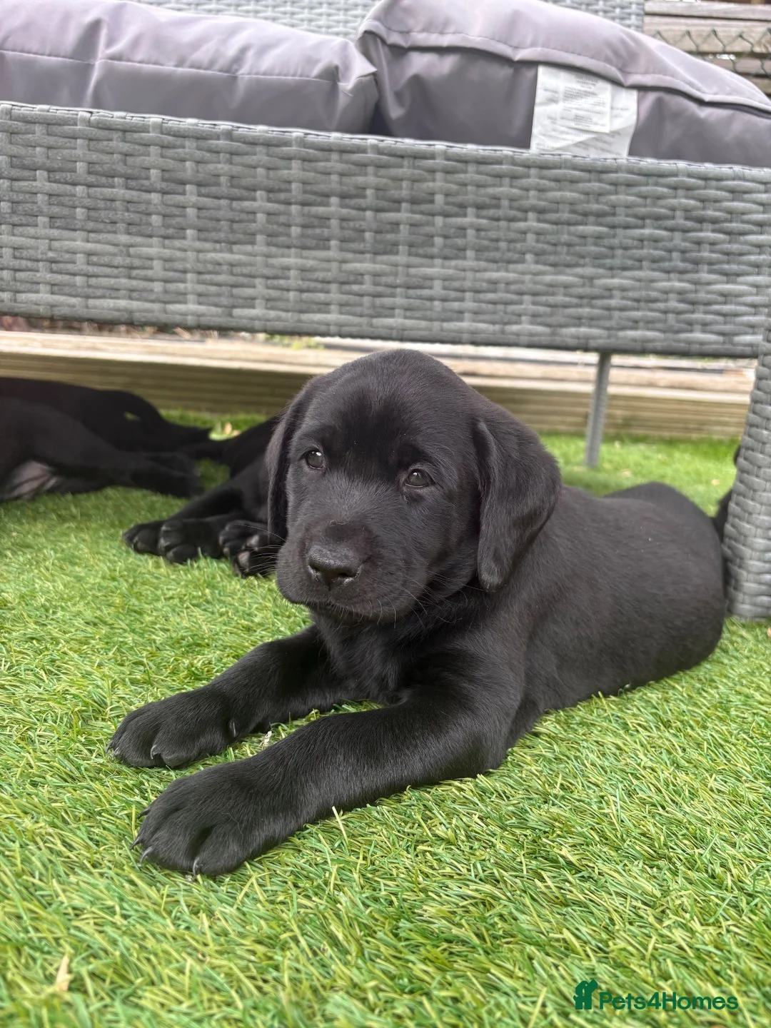 Labrador Retriever dogs for sale: Gorgeous English Labradors * 1 boy available*  - Advert 2