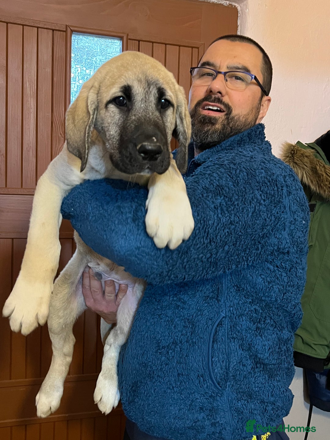 Anatolian Shepherd dogs for sale: Anatolian Shepherd(Malakli) - Advert 25