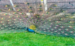 Peafowl poultry for sale: Indian blue breading Peafowl 🦚  - Image 1