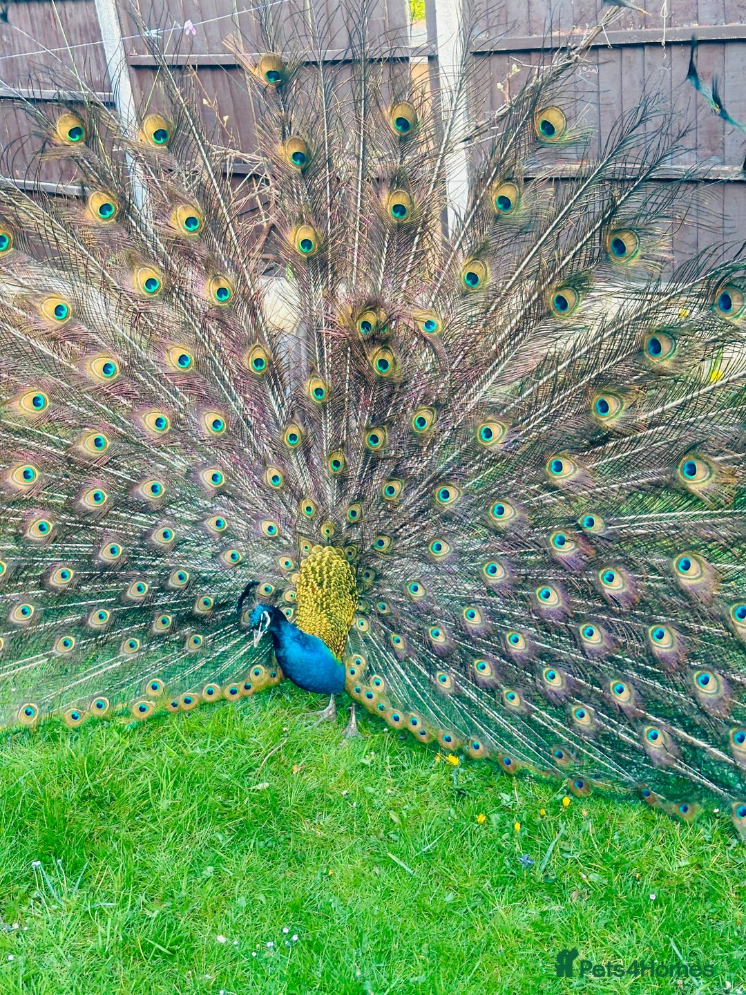 Peafowl poultry for sale: Indian blue breading Peafowl 🦚  - Image 1