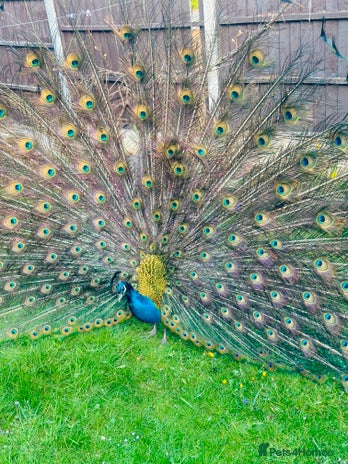 Peafowl poultry - Advert 11