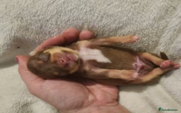 Chihuahua dogs for sale: Smooth coat chihuahuas - Image 18