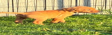 Orange collar