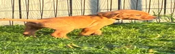 Labrador Retriever dogs for sale: F1 Labrador x Vizsla - Advert 15