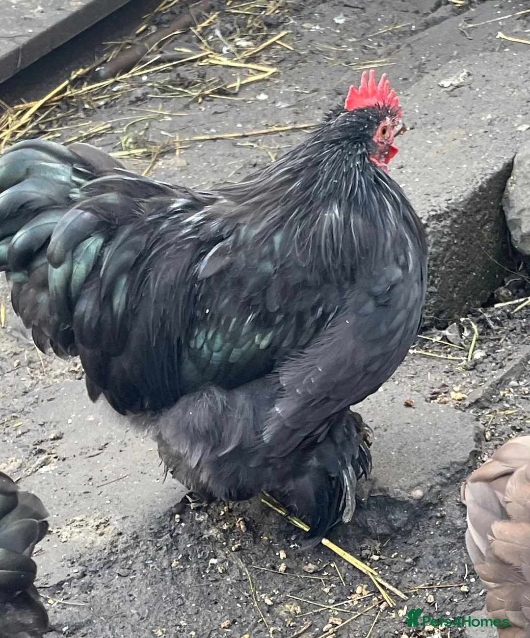 Chickens poultry for sale: Pekin Bantam cockerel  in Brierley Hill - Advert 2