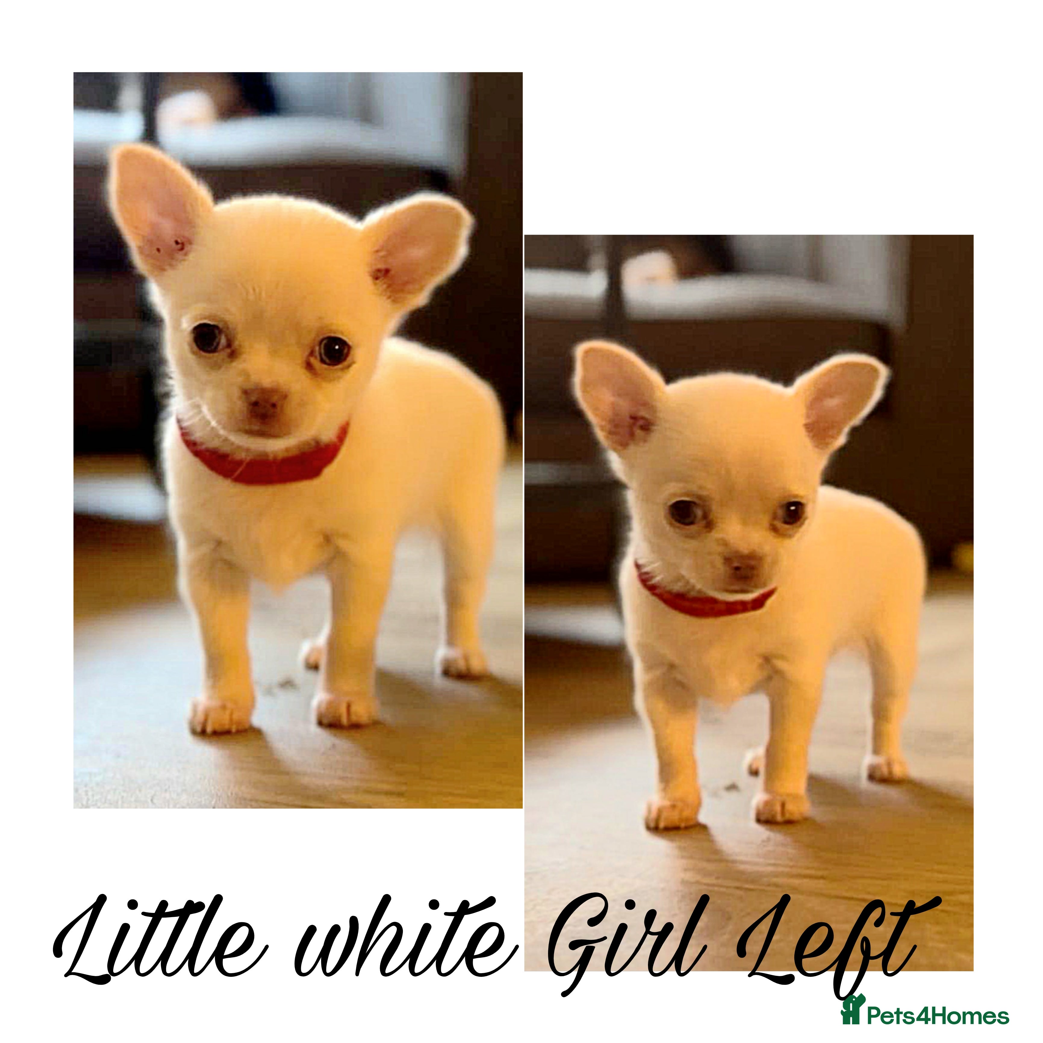 Chihuahua dogs ♡ 1 small white Girl chihuahua left ♡ - Advert 5