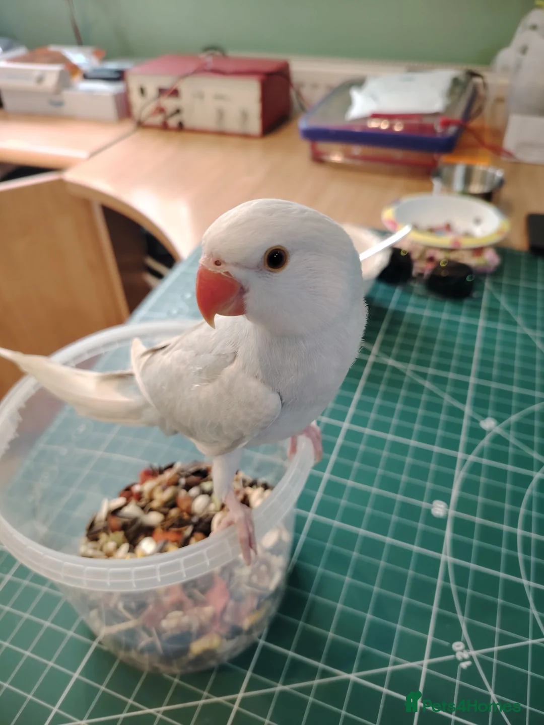 Ringnecks birds for sale: Hand reared Ringneck - Advert 1