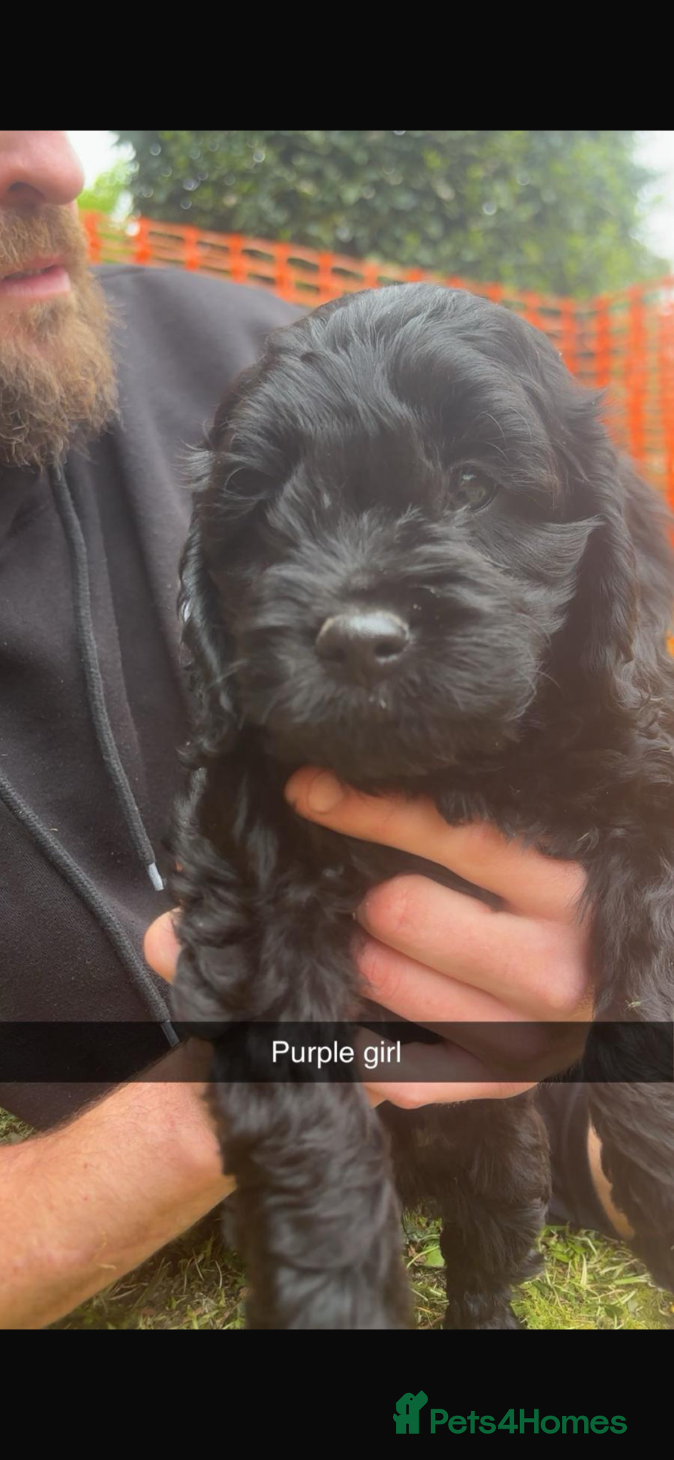 Cockapoo dogs Gorgeous F1 cockapoo puppies  - Advert 17