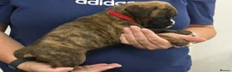 Boxer dogs for sale: Kc reg Boxer puppies  - Advert 5