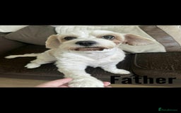 Mixed Breed dogs for sale: Beautiful shichon cross cavachon - Advert 11