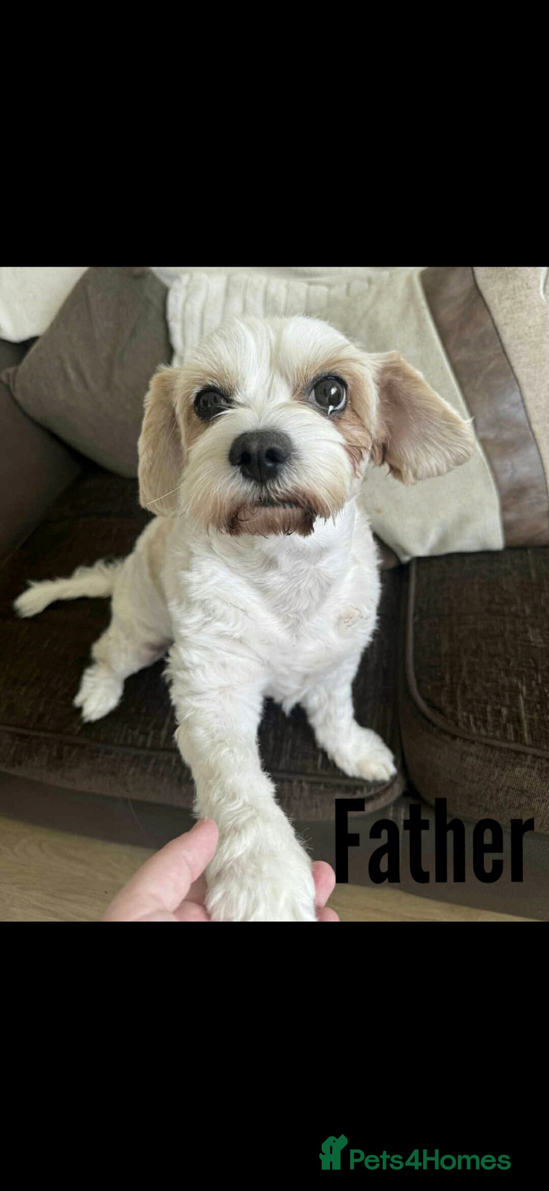 Mixed Breed dogs for sale: Beautiful shichon cross cavachon - Advert 11