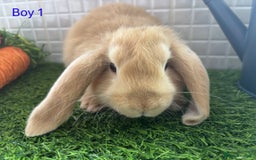 Mini Lop rabbits for sale: Mini lop baby bunnies - Ready now! - Image 3