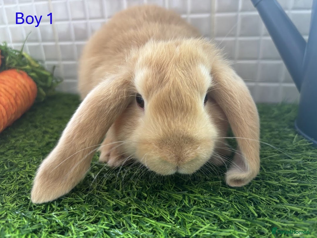 Mini Lop rabbits for sale: Mini lop baby bunnies - Ready now! - Image 3