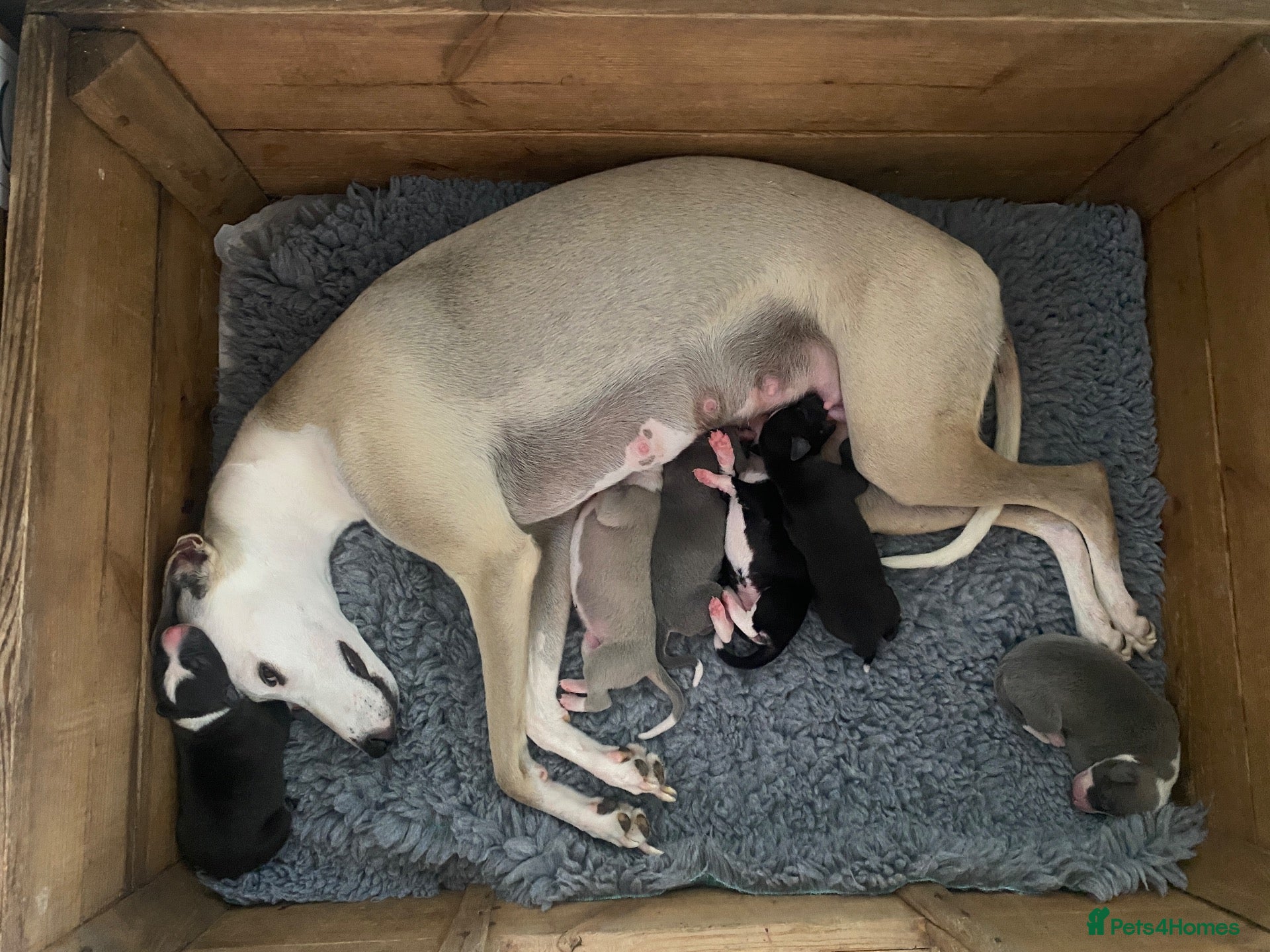 Whippet dogs KC Registered Pedigree Whippet Puppies for Sale - Advert 2