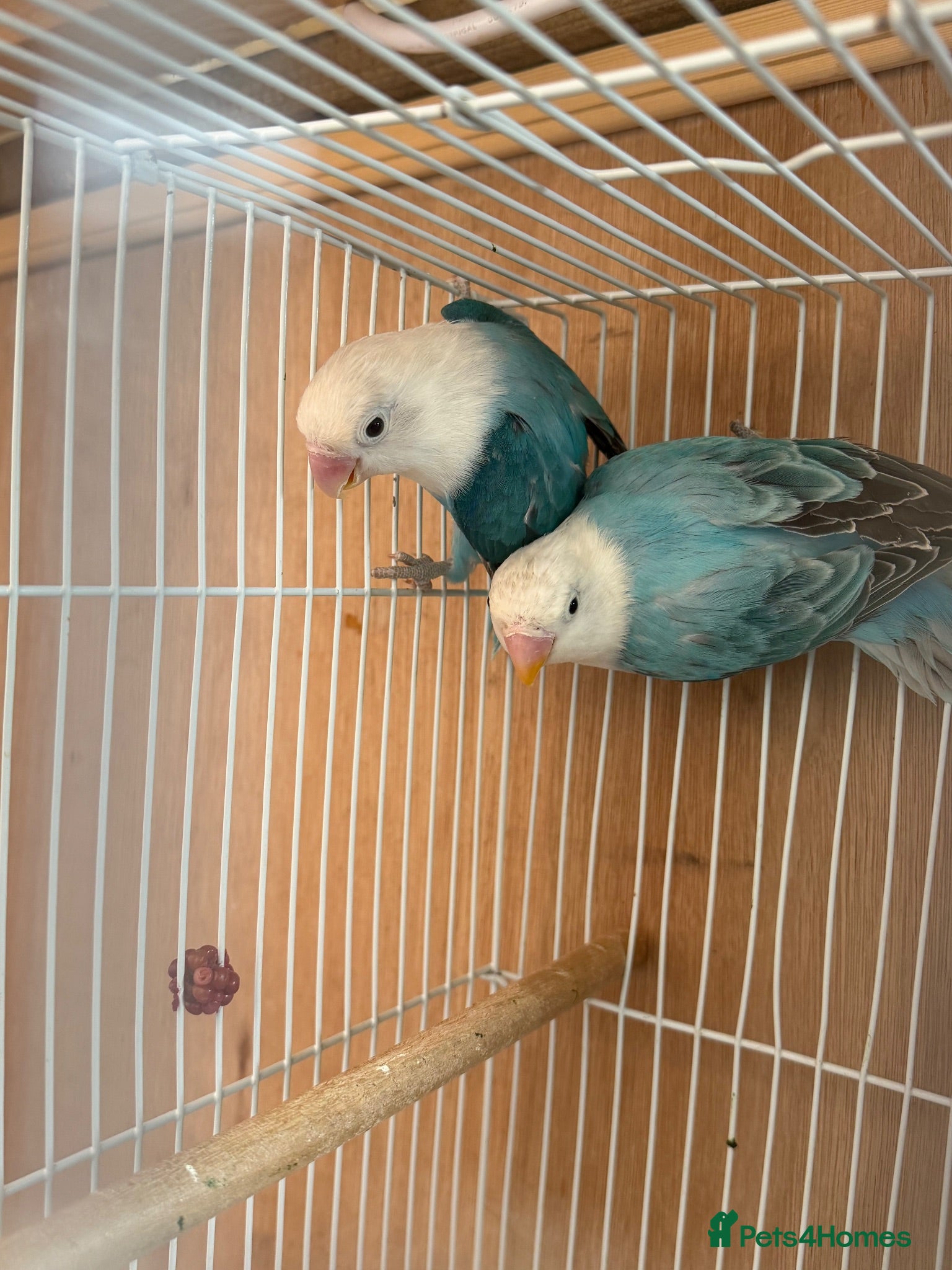 Lovebirds birds Pair lovebirds - Advert 12