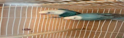 Lovebirds birds for sale: Pair lovebirds - Advert 1